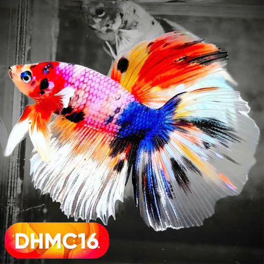 Multicolor Halfmoon Male Betta Fish | High Grade | Order Directly From Farm |  You Pick Fish |