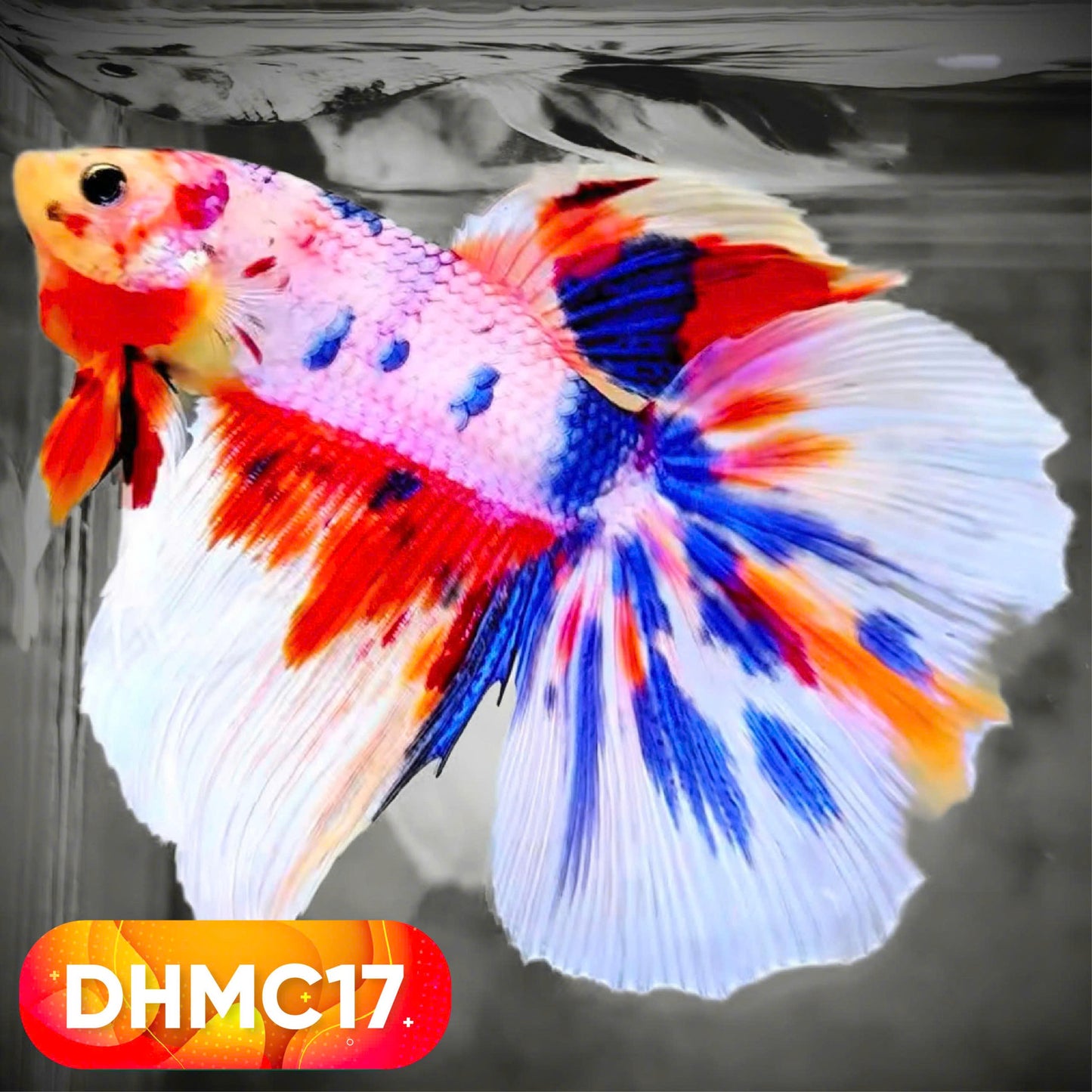 Multicolor Halfmoon Male Betta Fish | High Grade | Order Directly From Farm |  You Pick Fish |
