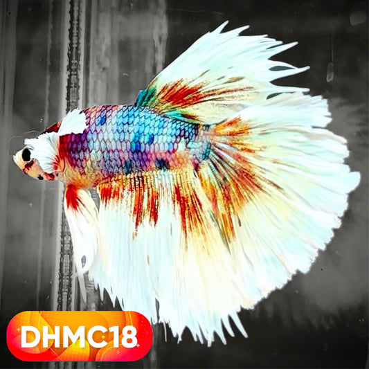 Multicolor Halfmoon Male Betta Fish | High Grade | Order Directly From Farm |  You Pick Fish |