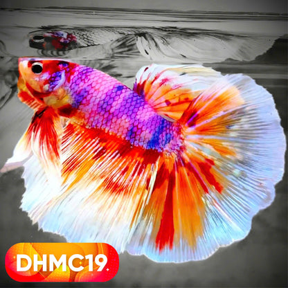 Multicolor Halfmoon Male Betta Fish | High Grade | Order Directly From Farm |  You Pick Fish |