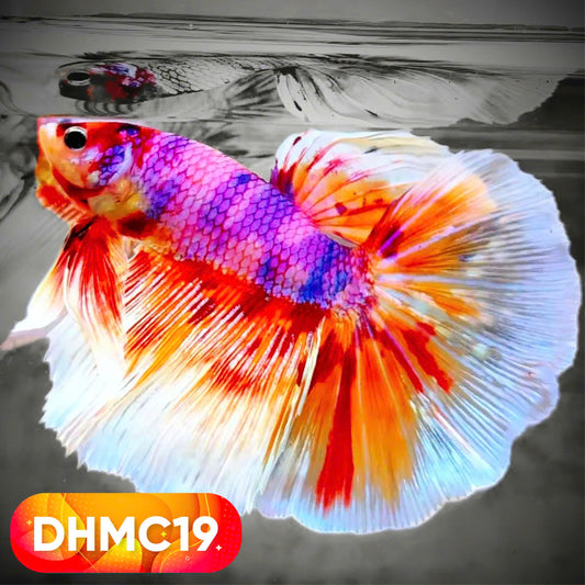 Multicolor Halfmoon Male Betta Fish | High Grade | Order Directly From Farm |  You Pick Fish |