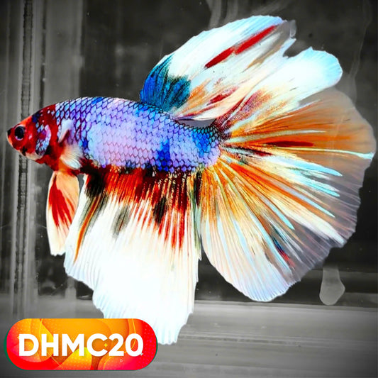 Multicolor Halfmoon Male Betta Fish | High Grade | Order Directly From Farm |  You Pick Fish |