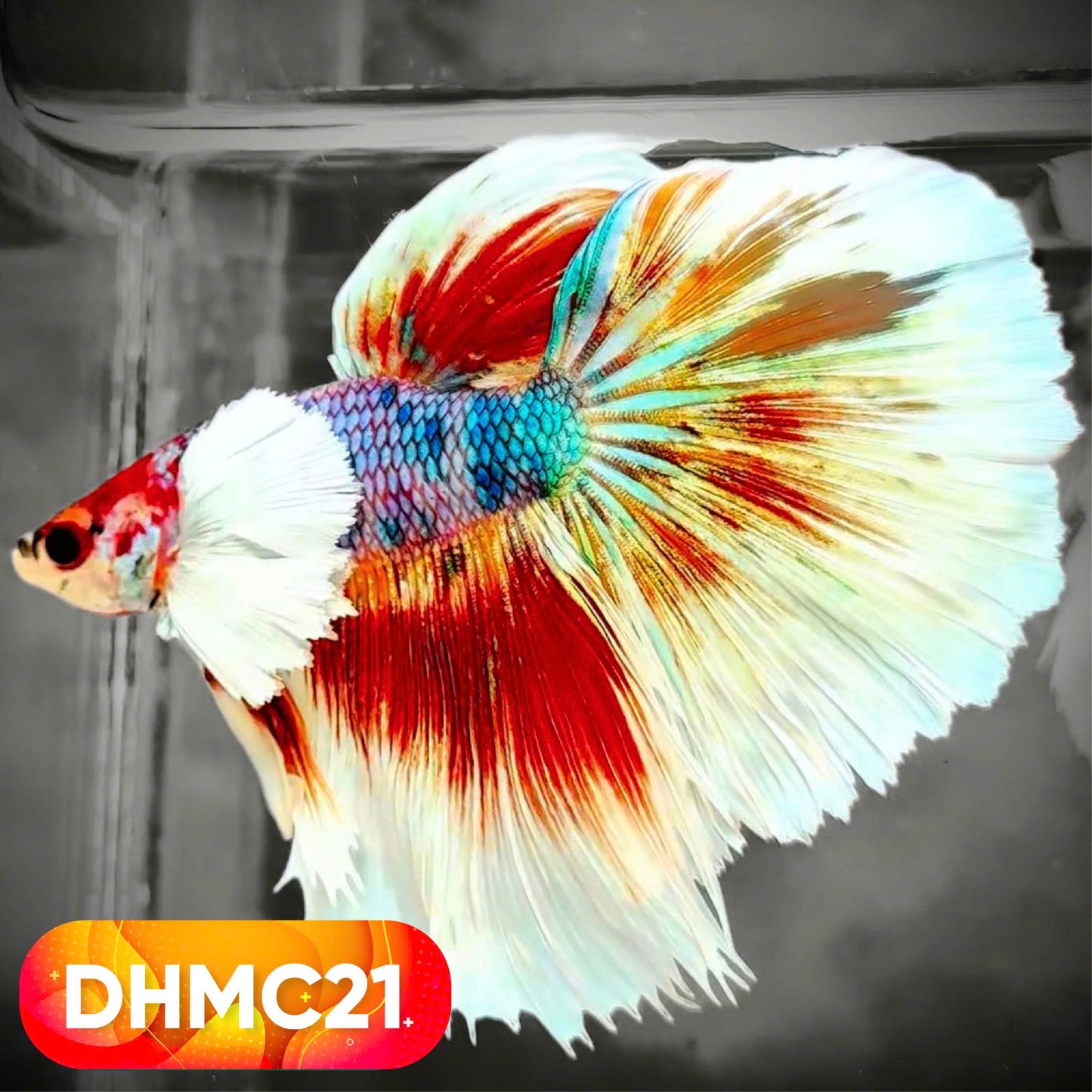 Multicolor Halfmoon Male Betta Fish | High Grade | Order Directly From Farm |  You Pick Fish |
