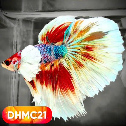 Multicolor Halfmoon Male Betta Fish | High Grade | Order Directly From Farm |  You Pick Fish |