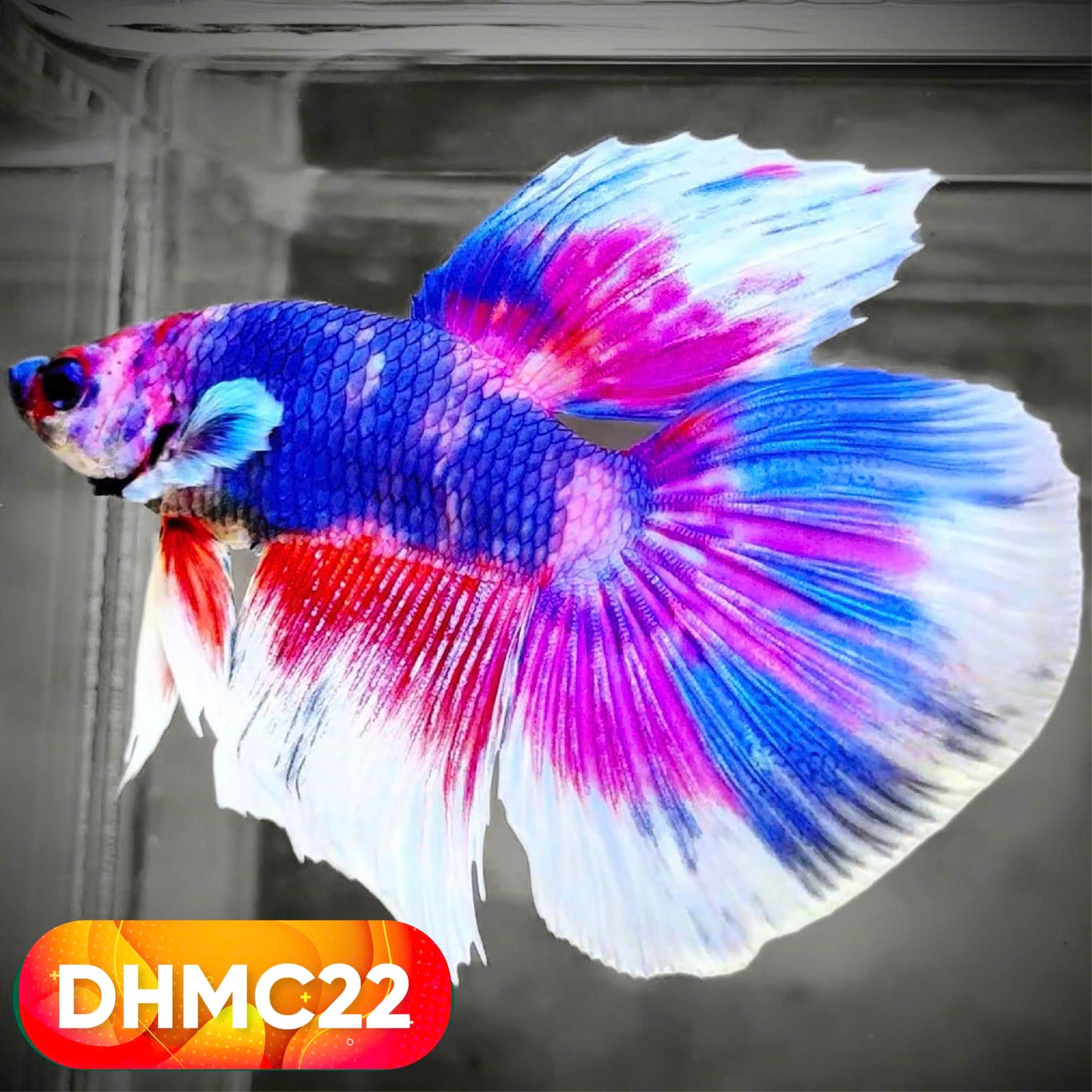 Multicolor Halfmoon Male Betta Fish | High Grade | Order Directly From Farm |  You Pick Fish |