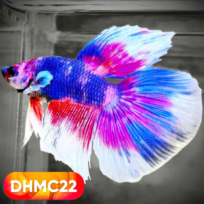 Multicolor Halfmoon Male Betta Fish | High Grade | Order Directly From Farm |  You Pick Fish |