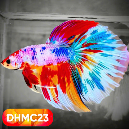 Multicolor Halfmoon Male Betta Fish | High Grade | Order Directly From Farm |  You Pick Fish |