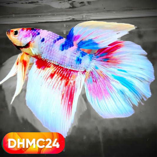 Multicolor Halfmoon Male Betta Fish | High Grade | Order Directly From Farm |  You Pick Fish |