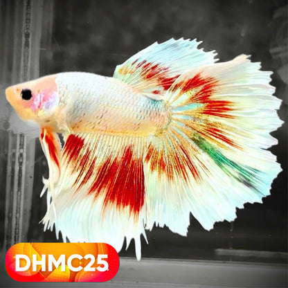 Multicolor Halfmoon Male Betta Fish | High Grade | Order Directly From Farm |  You Pick Fish |