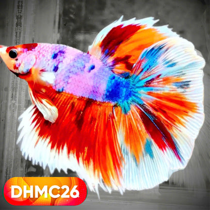 Multicolor Halfmoon Male Betta Fish | High Grade | Order Directly From Farm |  You Pick Fish |