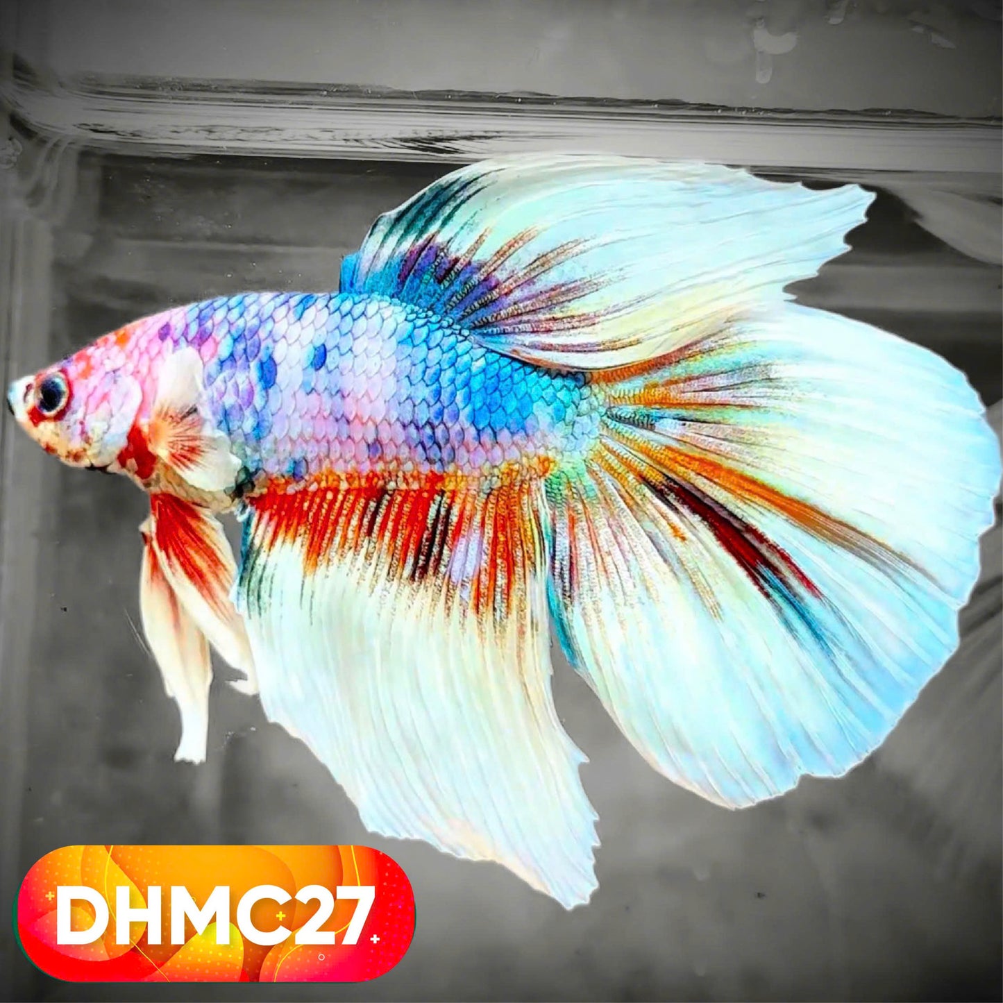 Multicolor Halfmoon Male Betta Fish | High Grade | Order Directly From Farm |  You Pick Fish |