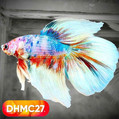 Multicolor Halfmoon Male Betta Fish | High Grade | Order Directly From Farm |  You Pick Fish |