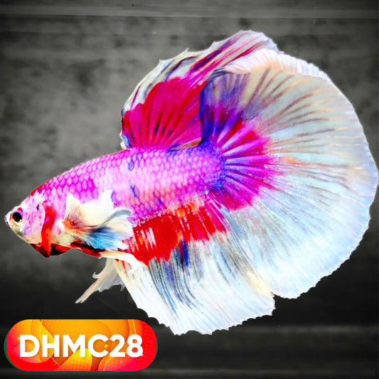 Multicolor Halfmoon Male Betta Fish | High Grade | Order Directly From Farm |  You Pick Fish |