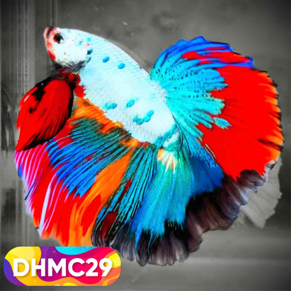 Multicolor Halfmoon Male Betta Fish | Order Directly From Farm | You Pick Fish