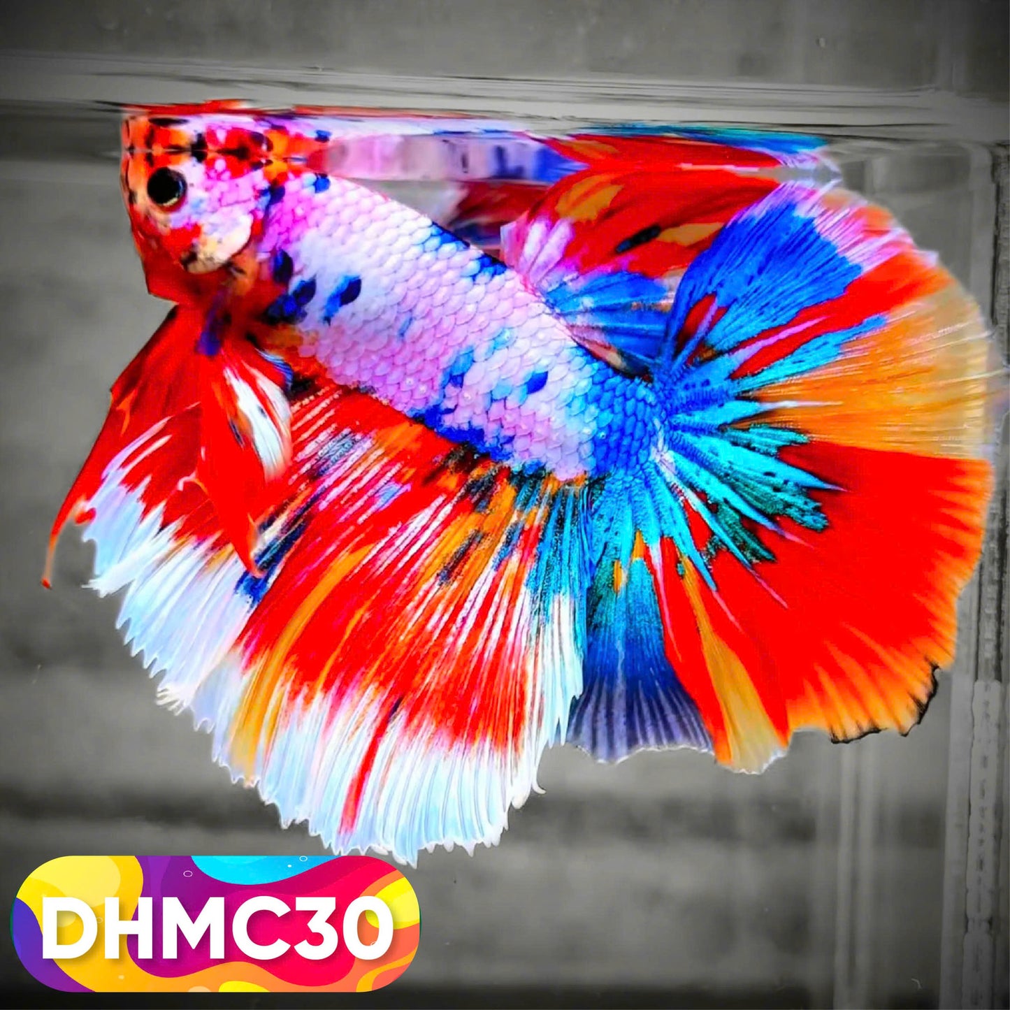 Multicolor Halfmoon Male Betta Fish | Order Directly From Farm | You Pick Fish