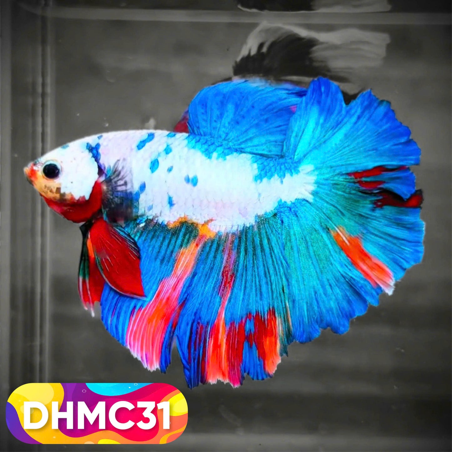 Multicolor Halfmoon Male Betta Fish | Order Directly From Farm | You Pick Fish