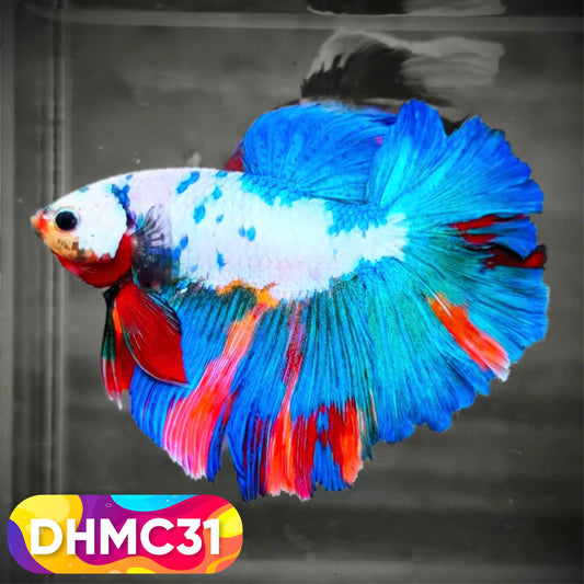 Multicolor Halfmoon Male Betta Fish | Order Directly From Farm | You Pick Fish