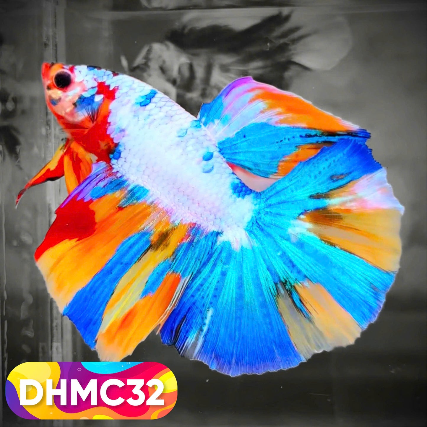 Multicolor Halfmoon Male Betta Fish | Order Directly From Farm | You Pick Fish