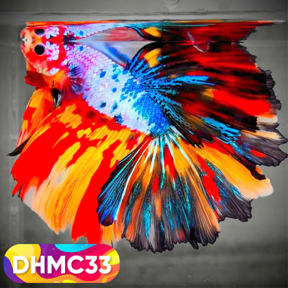 Multicolor Halfmoon Male Betta Fish | Order Directly From Farm | You Pick Fish
