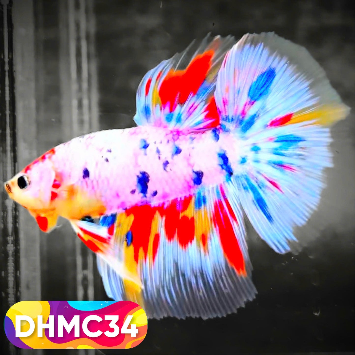 Multicolor Halfmoon Male Betta Fish | Order Directly From Farm | You Pick Fish