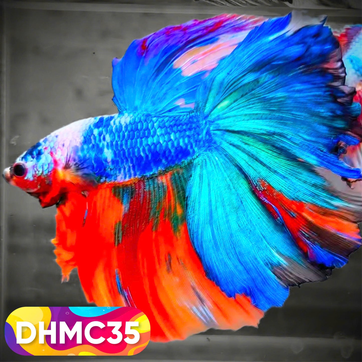 Multicolor Halfmoon Male Betta Fish | Order Directly From Farm | You Pick Fish