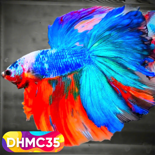 Multicolor Halfmoon Male Betta Fish | Order Directly From Farm | You Pick Fish