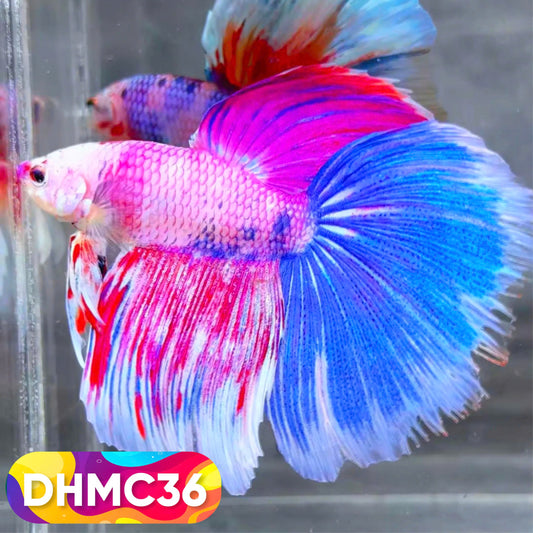 Multicolor Halfmoon Male Betta Fish | Order Directly From Farm | You Pick Fish