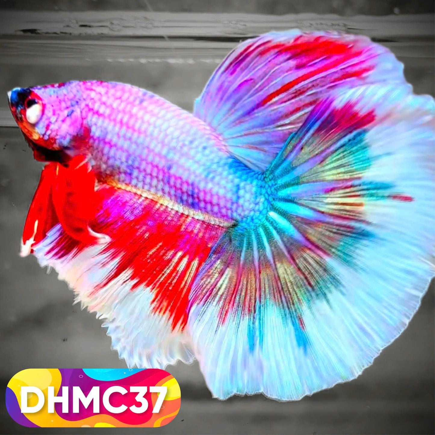 Multicolor Halfmoon Male Betta Fish | Order Directly From Farm | You Pick Fish
