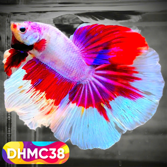 Multicolor Halfmoon Male Betta Fish | Order Directly From Farm | You Pick Fish