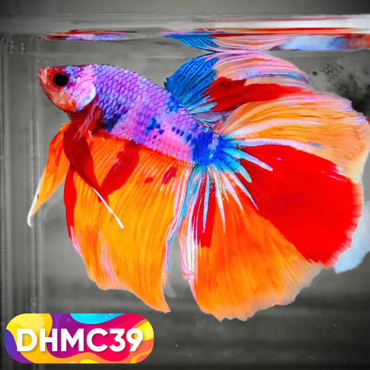 Multicolor Halfmoon Male Betta Fish | Order Directly From Farm | You Pick Fish