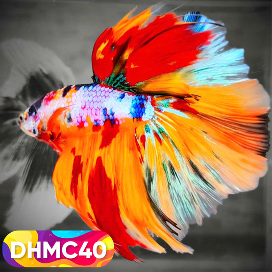 Multicolor Halfmoon Male Betta Fish | Order Directly From Farm | You Pick Fish