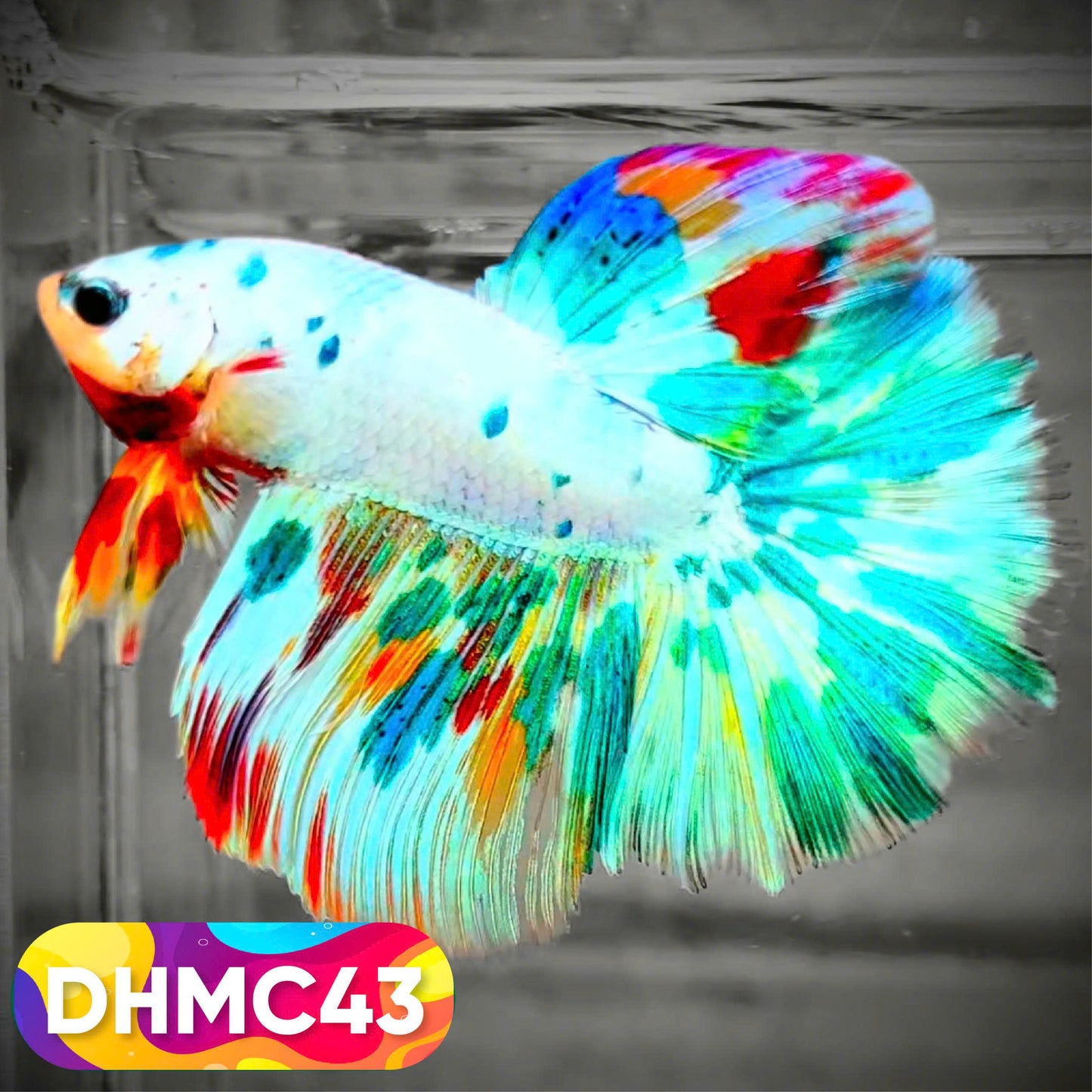 Multicolor Halfmoon Male Betta Fish | Order Directly From Farm | You Pick Fish