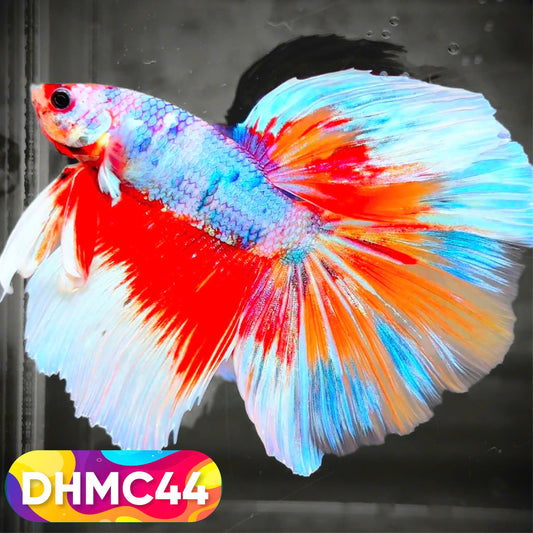 Multicolor Halfmoon Male Betta Fish | Order Directly From Farm | You Pick Fish