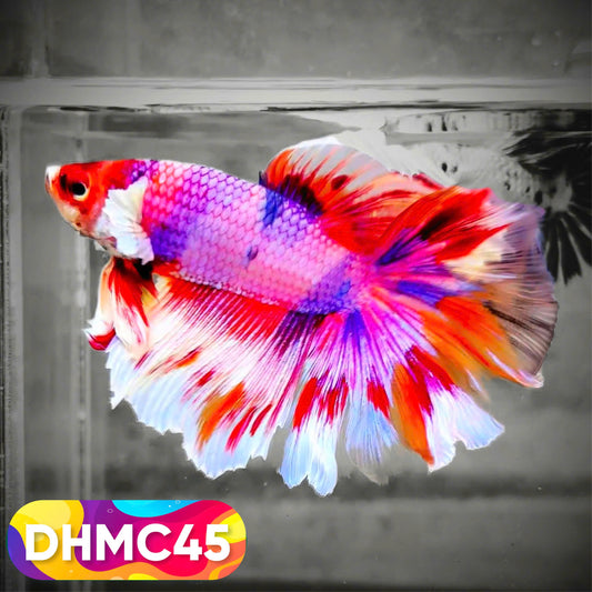 Multicolor Halfmoon Male Betta Fish | Order Directly From Farm | You Pick Fish