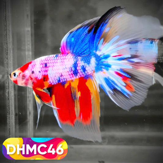 Multicolor Halfmoon Male Betta Fish | Order Directly From Farm | You Pick Fish