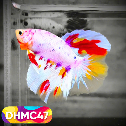 Multicolor Halfmoon Male Betta Fish | Order Directly From Farm | You Pick Fish
