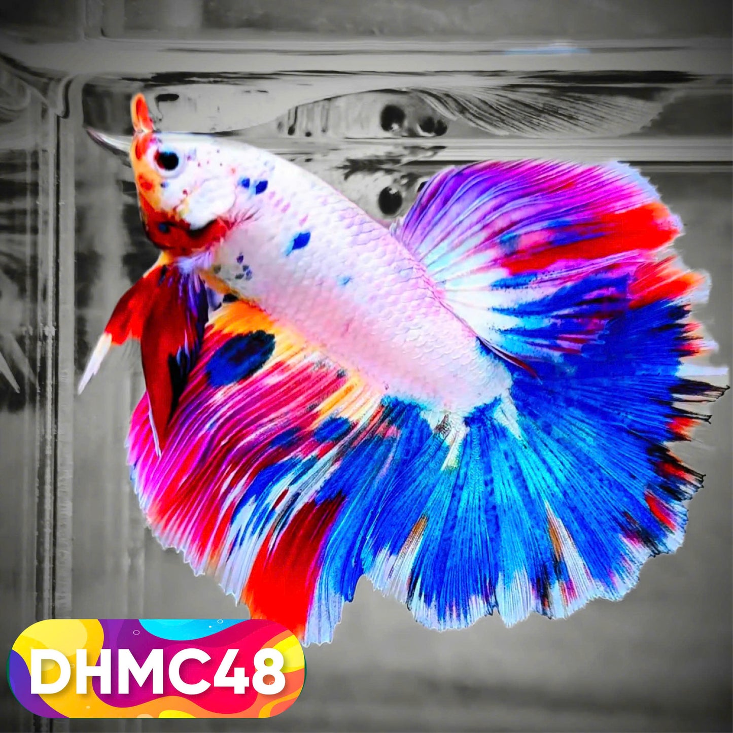 Multicolor Halfmoon Male Betta Fish | Order Directly From Farm | You Pick Fish