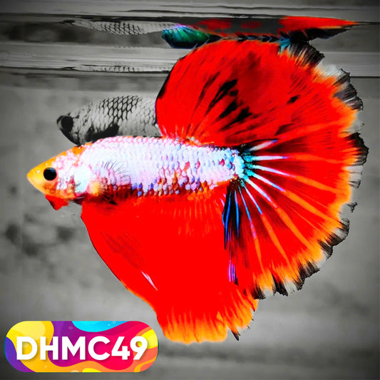 Multicolor Halfmoon Male Betta Fish | Order Directly From Farm | You Pick Fish