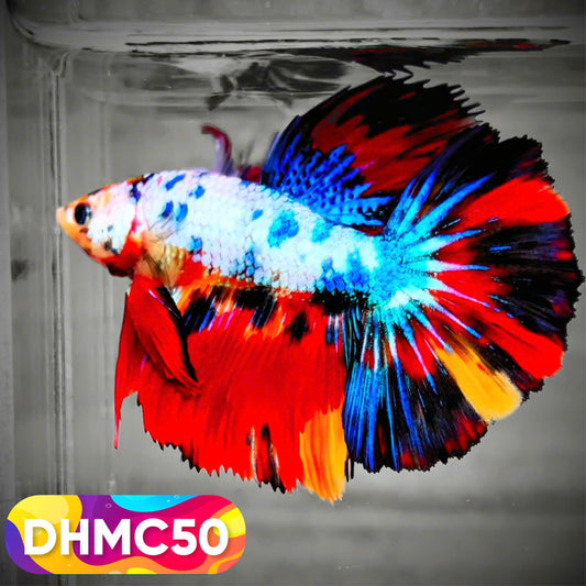 Multicolor Halfmoon Male Betta Fish | Order Directly From Farm | You Pick Fish