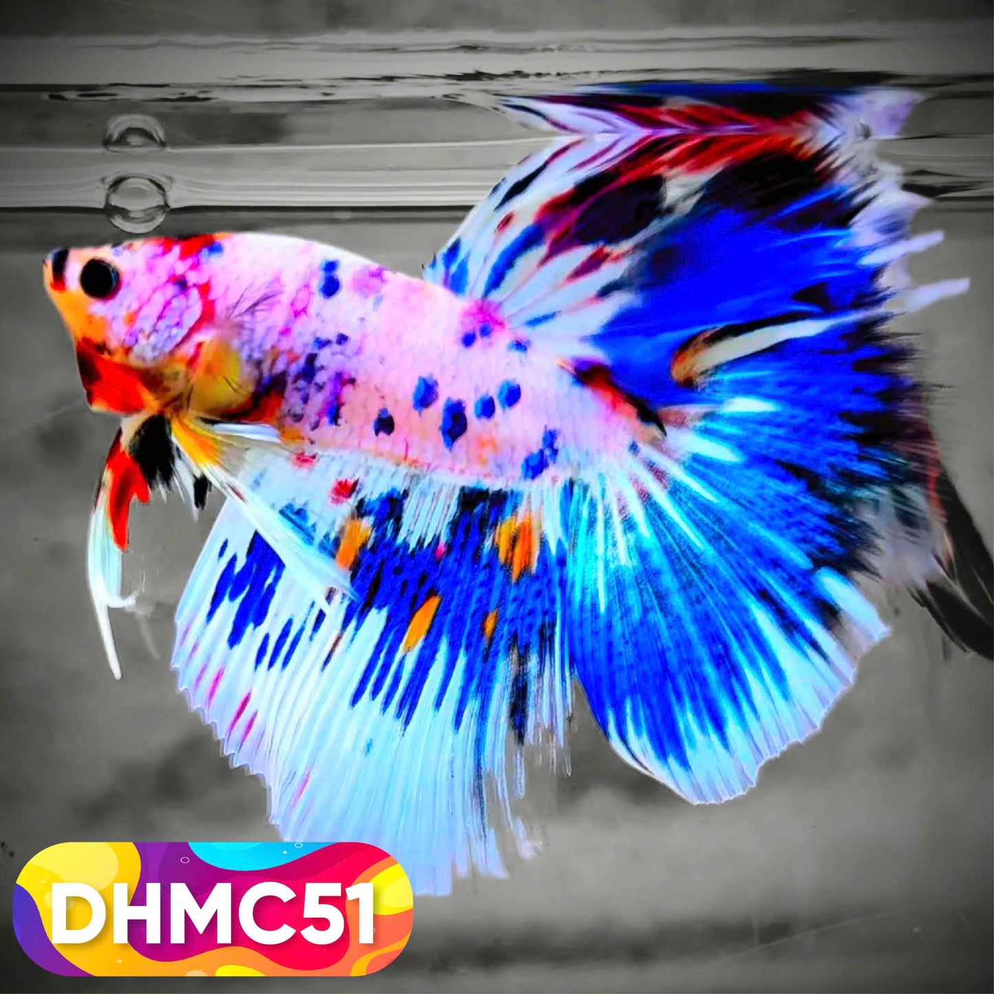 Multicolor Halfmoon Male Betta Fish | Order Directly From Farm | You Pick Fish