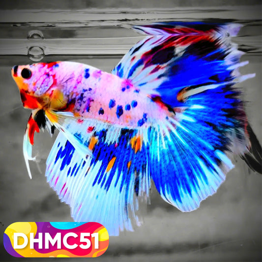 Multicolor Halfmoon Male Betta Fish | Order Directly From Farm | You Pick Fish