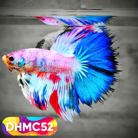 Multicolor Halfmoon Male Betta Fish | Order Directly From Farm | You Pick Fish