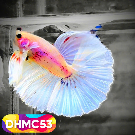 Multicolor Halfmoon Male Betta Fish | Order Directly From Farm | You Pick Fish