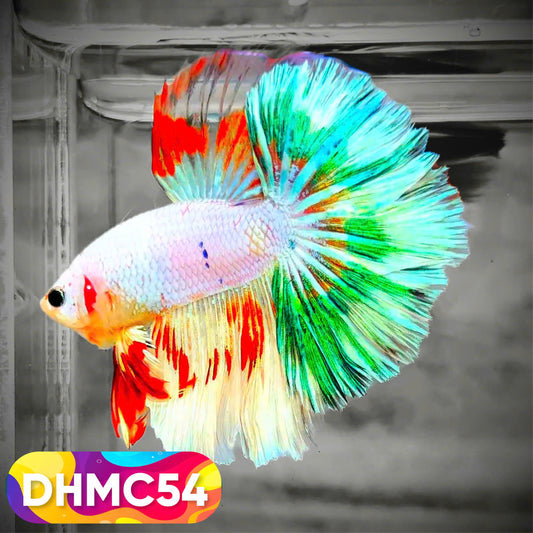 Multicolor Halfmoon Male Betta Fish | Order Directly From Farm | You Pick Fish