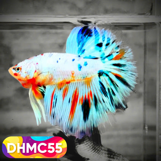 Multicolor Halfmoon Male Betta Fish | Order Directly From Farm | You Pick Fish