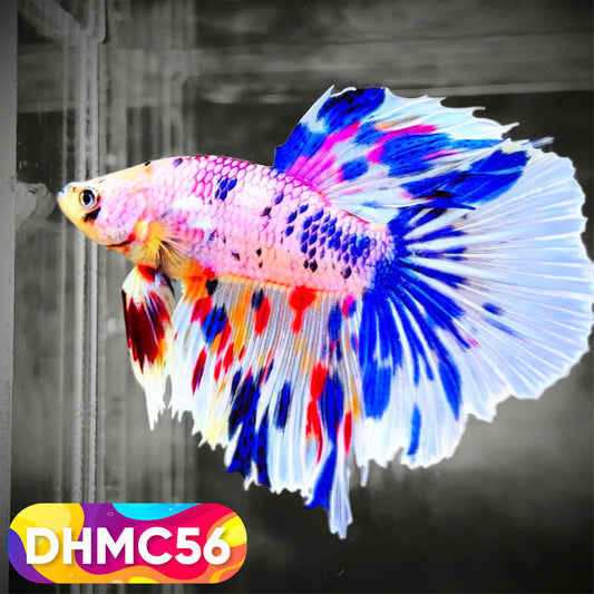 Multicolor Halfmoon Male Betta Fish | Order Directly From Farm | You Pick Fish