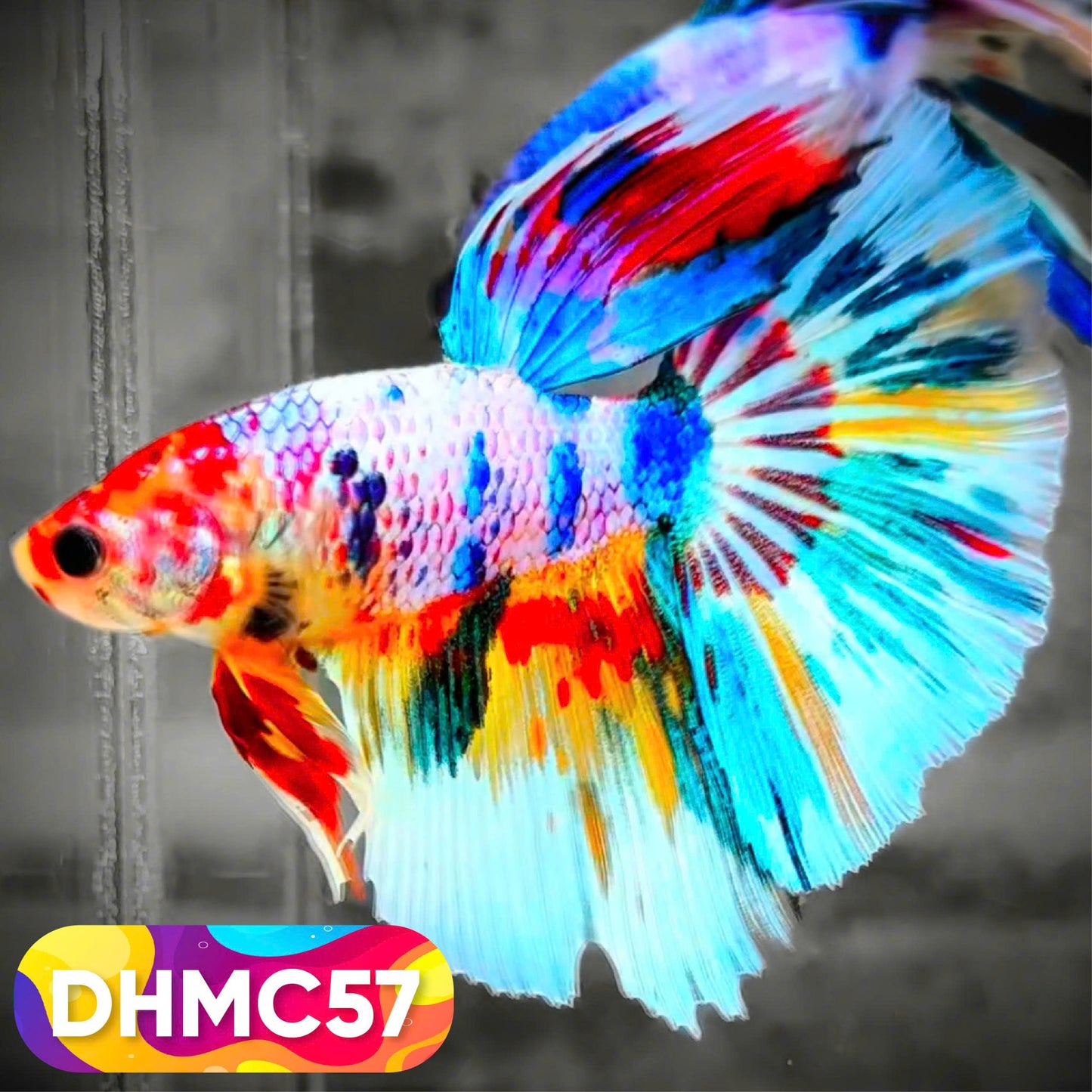 Multicolor Halfmoon Male Betta Fish | Order Directly From Farm | You Pick Fish