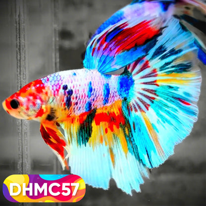Multicolor Halfmoon Male Betta Fish | Order Directly From Farm | You Pick Fish