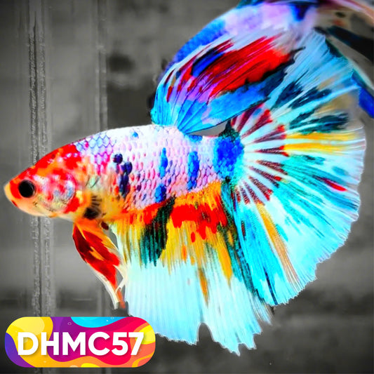 Multicolor Halfmoon Male Betta Fish | Order Directly From Farm | You Pick Fish