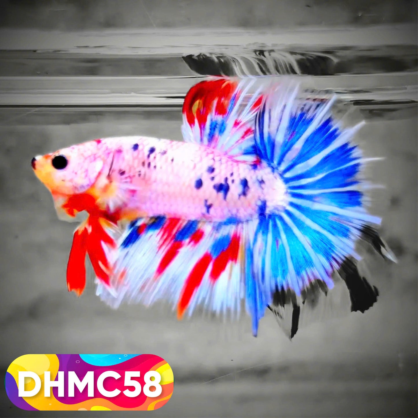 Multicolor Halfmoon Male Betta Fish | Order Directly From Farm | You Pick Fish